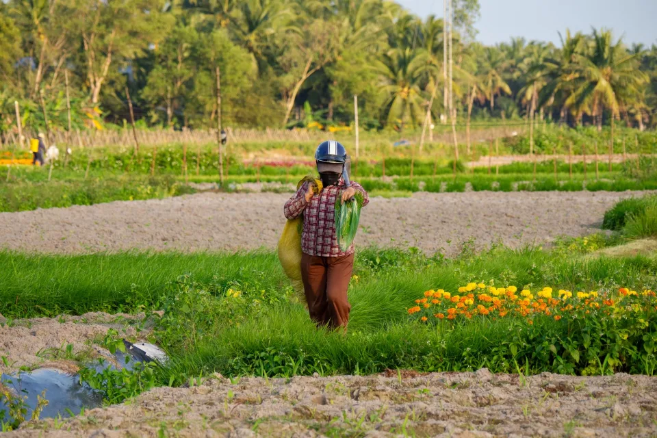 Vườn rau của Đỗ Thị Mùi
